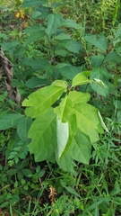 Papilio troilus troilus