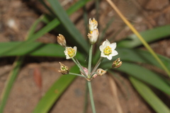 Nothoscordum gracile