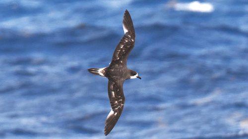 Bermuda Petrel (Pterodroma cahow), photo 9