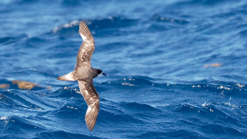 Bermuda Petrel (Pterodroma cahow), photo 10