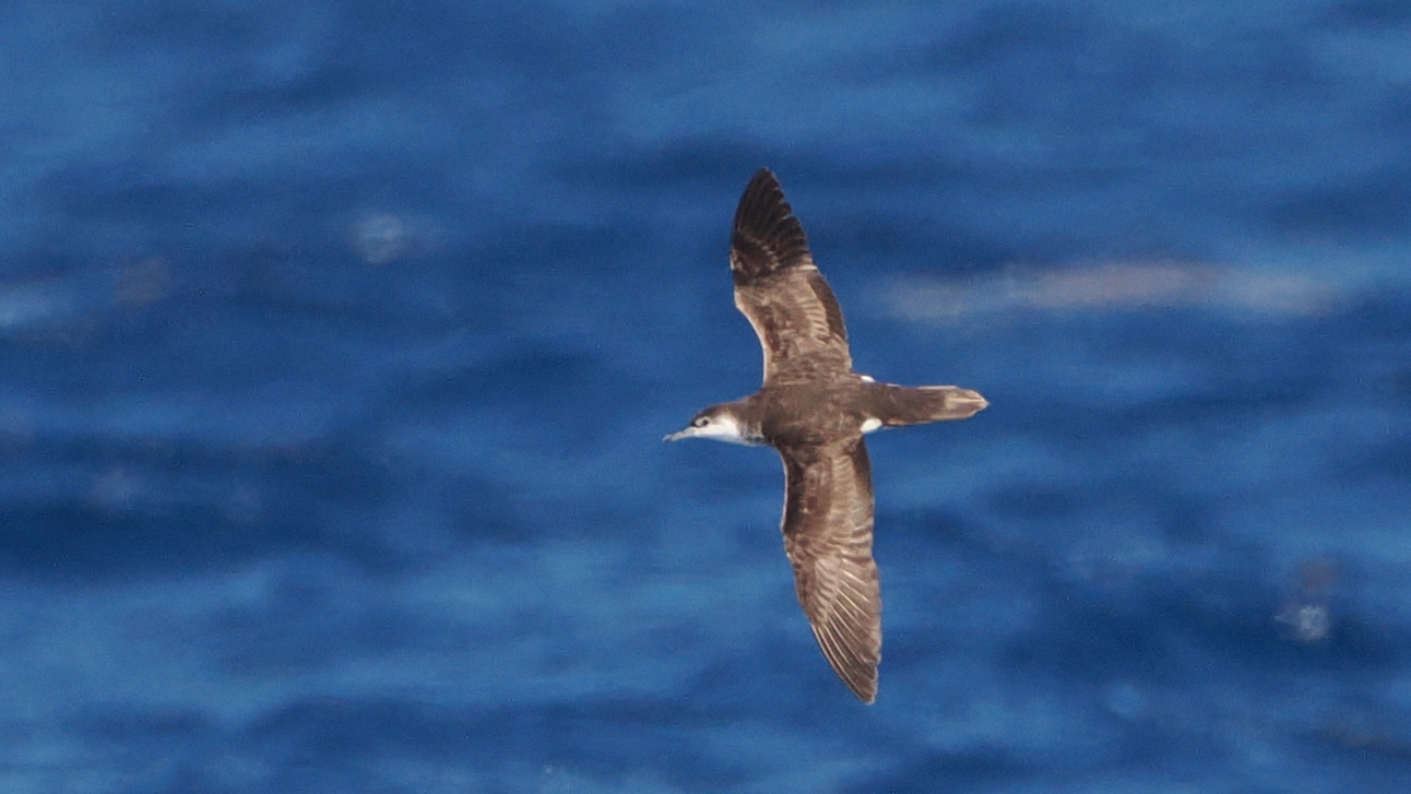 Sargasso Shearwater (Puffinus lherminieri), photo 3