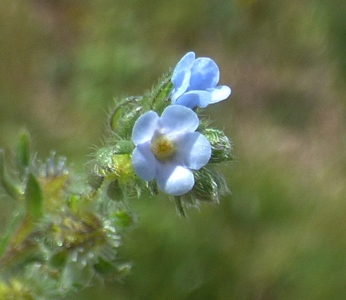 Livermore stickseed (Hackelia pinetorum)