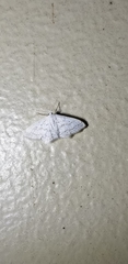 Idaea tacturata