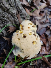 Pseudoinonotus