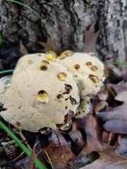 Pseudoinonotus