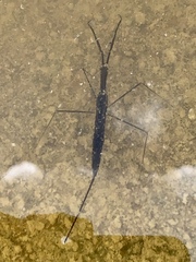 Ranatra quadridentata