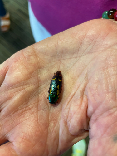 Red-legged Buprestis Beetle photo 4