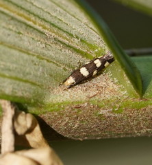 Limnaecia tetraplanetis