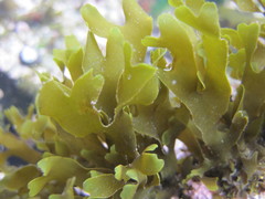 Dictyota kunthii