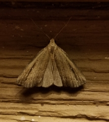 Macrochilo orciferalis