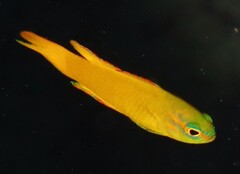 Gold Assessor Basslet photo 2