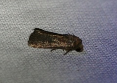 Amphipyrinae