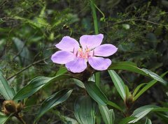 Melastoma sanguineum
