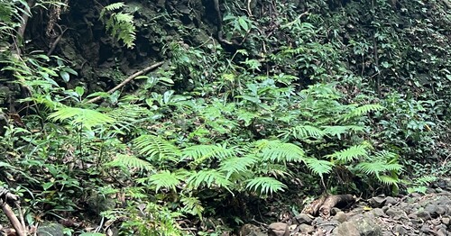 Sphaerostephanos productus observed 2025-05-18