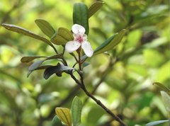 Rhodomyrtus tomentosa