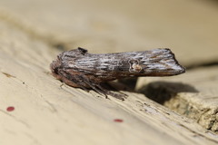 Lithomoia germana