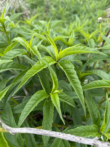 Helianthus grosseserratus