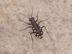Cicindela sedecimpunctata