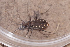 Cicindela sedecimpunctata