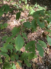 Castanea pumila