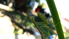 Mantidae