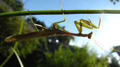 Mantidae