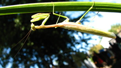 Mantidae