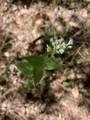 Eupatorium godfreyanum