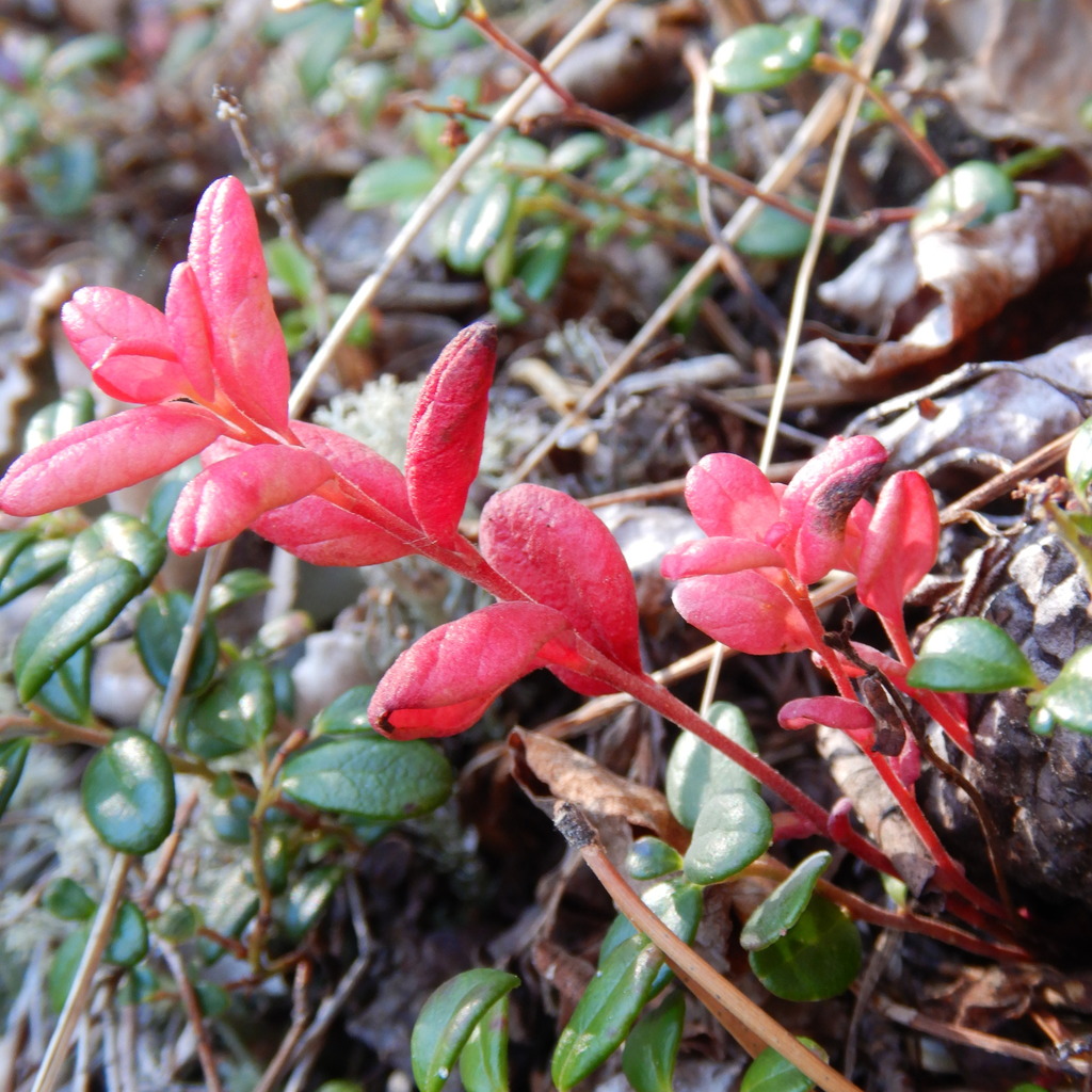 Exobasidium