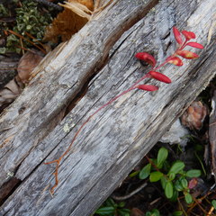 Exobasidium splendidum