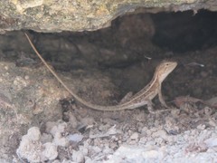 Diporiphora australis