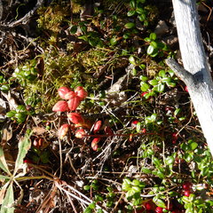 Exobasidium splendidum