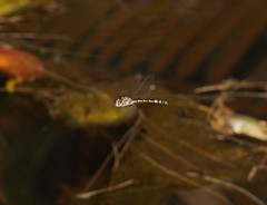 Hemicordulia intermedia