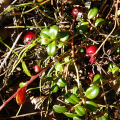 Exobasidium splendidum