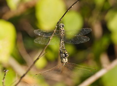 Hemicordulia intermedia