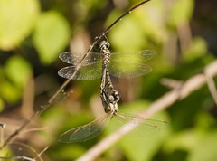 Hemicordulia intermedia