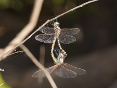 Hemicordulia intermedia