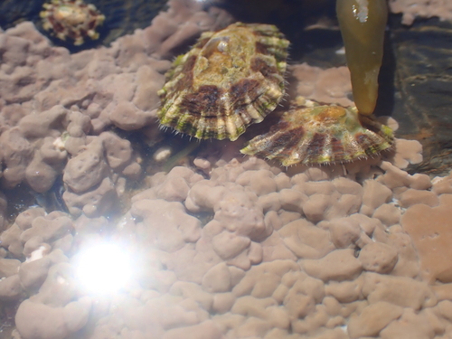 Black-footed Limpet