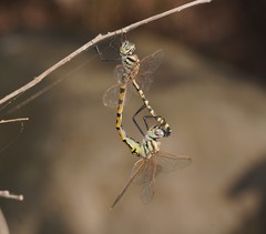 Hemicordulia intermedia