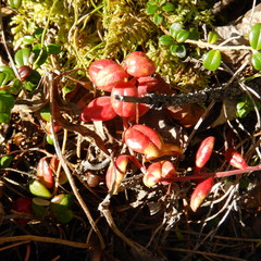 Exobasidium splendidum