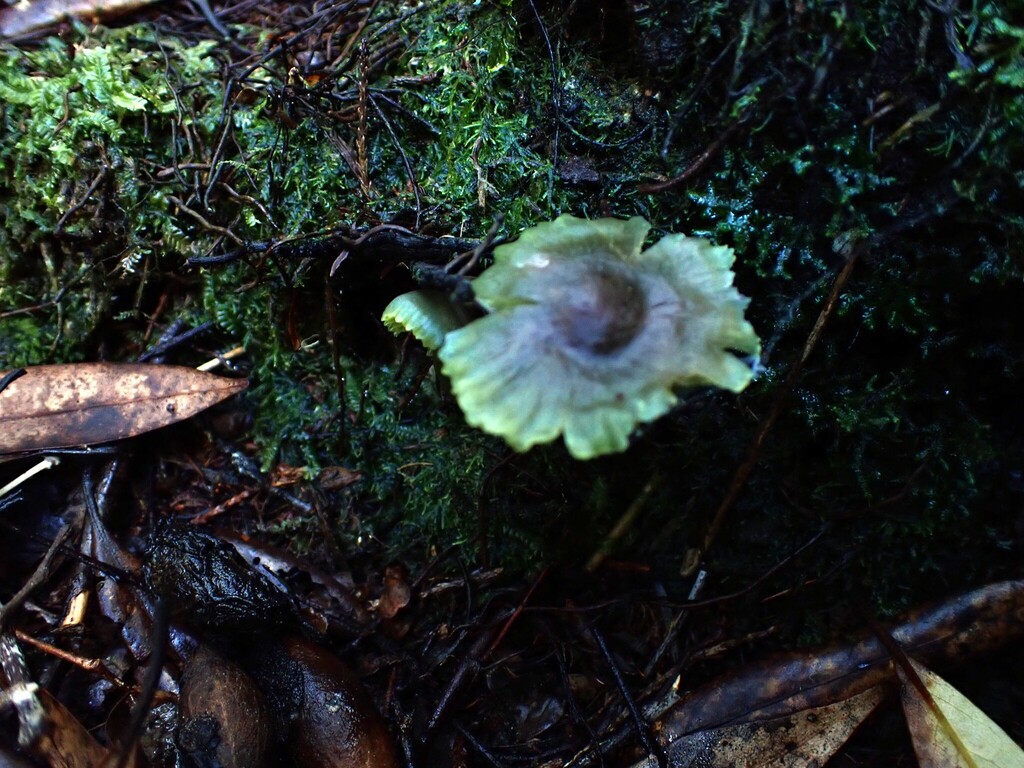 Hygrocybe fuscoaurantiaca