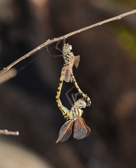 Hemicordulia intermedia