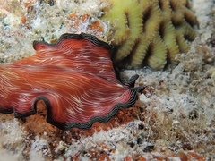 Pseudobiceros fulgor