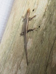 Cryptoblepharus virgatus