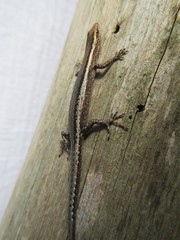 Cryptoblepharus virgatus