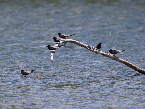 Black Tern