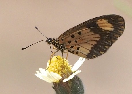 Falls Acraea