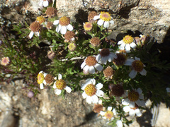 Perityle coronopifolia
