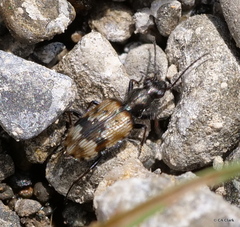 Lachnophorus elegantulus