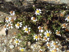 Perityle coronopifolia